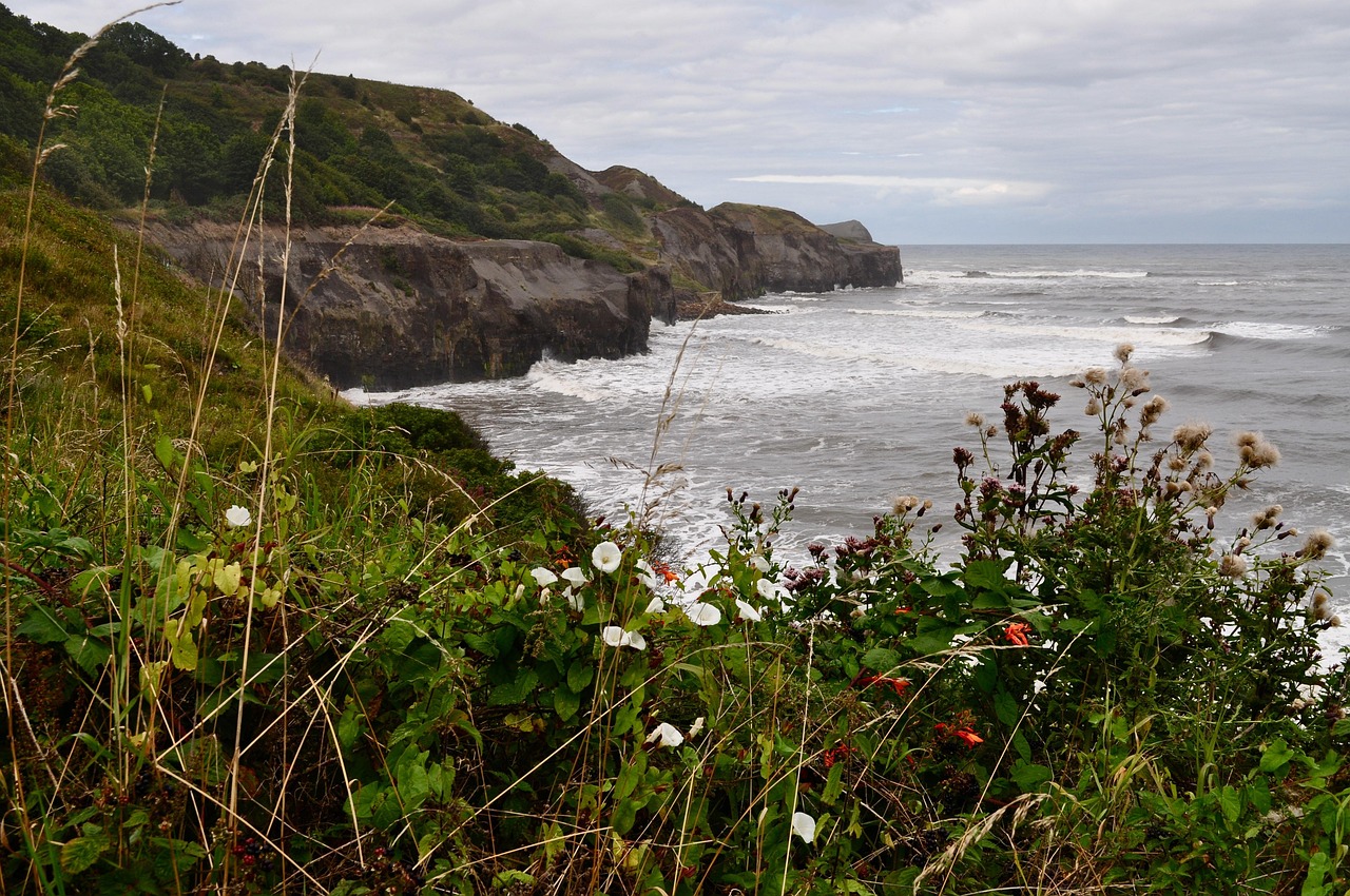 Coastal cliffs and wildflowers overlooking the sea near Robin Hood&rsquo;s Bay on the North Yorkshire coast